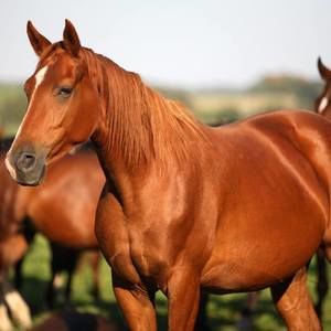 Meet your Posher, Julian